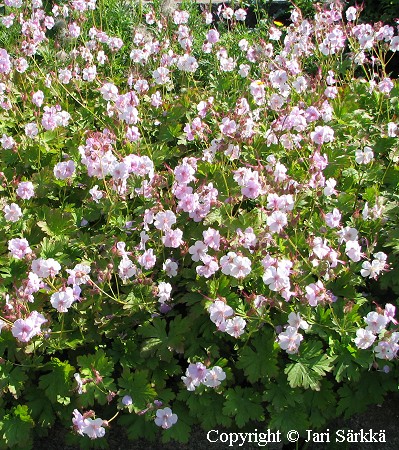 Geranium x cantabrigiense 'Biokovo' - peittokurjenpolvi - liten flocknäva