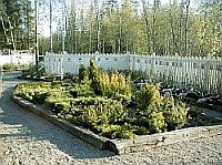 Taimiston kuva 4