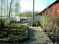 Taimiston kuva 5