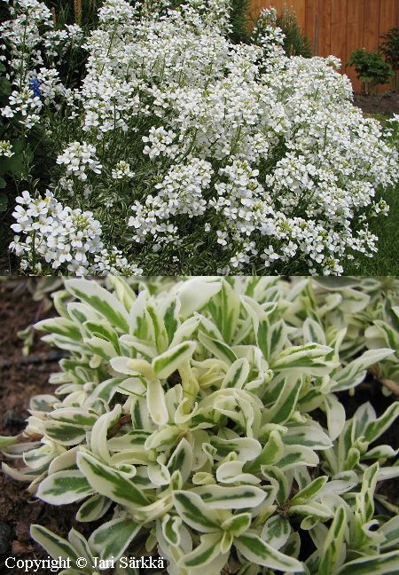 Arabis procurrens 'Variegata' - suikeropitkpalko - kryptrav
