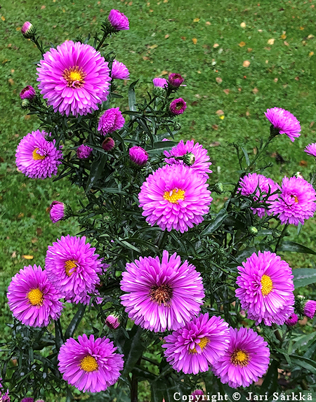 Aster Novi-belgii -Ryhmä 'Ellen' - tarhasyyssasteri - höstaster