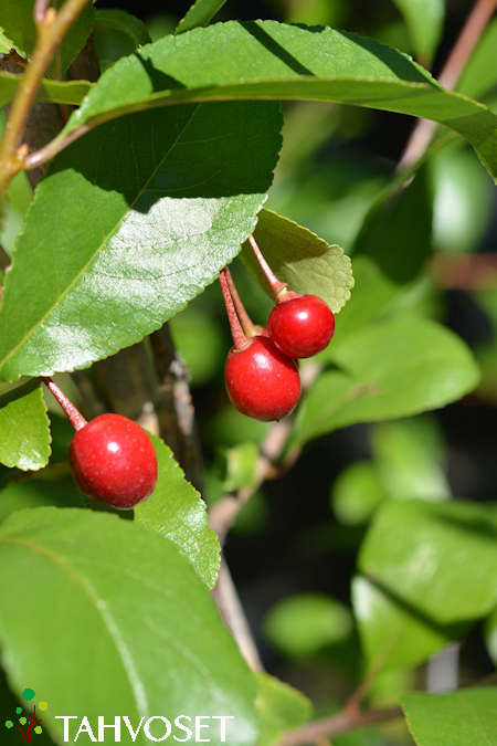 Prunus 'Kurtshatovskaja'