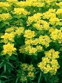 Aurinko, keskikorkea