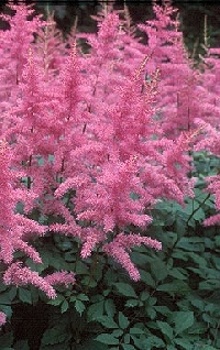 Puolivarjo, keskikorkea